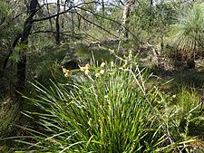 Melaleuca pityoides habit (Torrington)