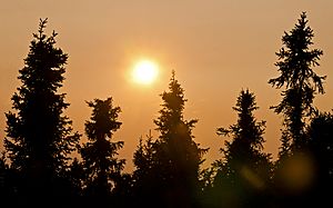Midnight sun and spruce trees, Inuvik, NT