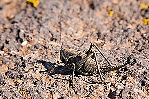 Mormon Cricket, female, Utah