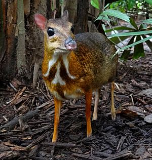 Mouse-deer Singapore Zoo 2012