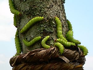 Muga Silkworm