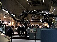 NMNH Hall of Dinosaurs