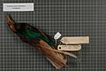 Naturalis Biodiversity Center - RMNH.AVES.140604 1 - Semioptera wallacei halmaherae Salvadori, 1881 - Paradisaeidae - bird skin specimen