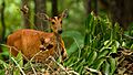 Northern Red Muntjac, Muntiacus vaginalis in Khao Yai national park (24073673163)