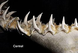 Odontaspis ferox central lower teeth