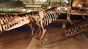 Pakicetus attocki Skelton