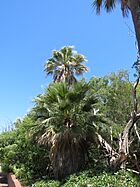 Palm trees at Woodlawn, East Fremantle, December 2021 02.jpg