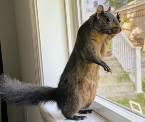Peanut the squirrel.png