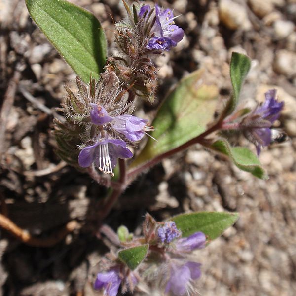 Phacelia humilis
