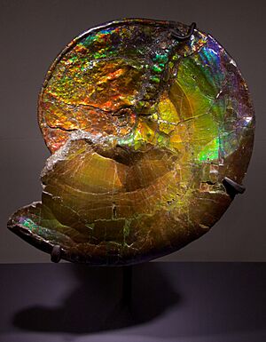 Placenticeras intercalare at the American Museum of Natural History