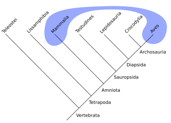 Polyphyletic-mammals-birds2