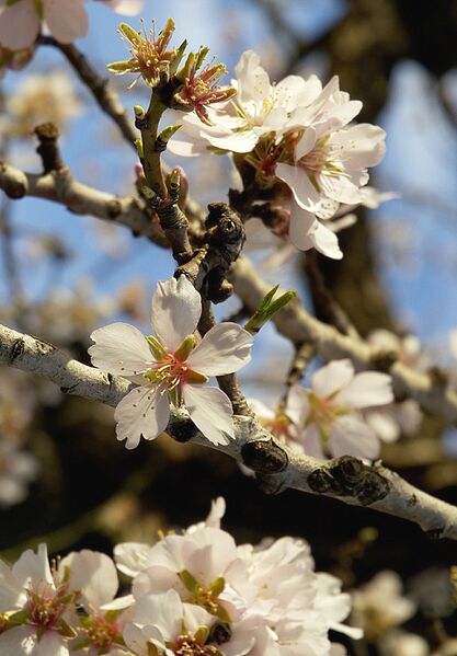 Prunus dulcis