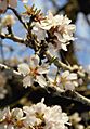 Prunus dulcis