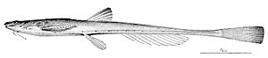 Pterobunocephalus depressus.jpg