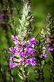 Purple Loosestrife (Lythrum salicaria) naturalised in Pennsylvania