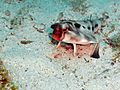 Red-lipped Bat fish
