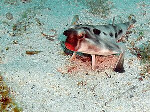 Red-lipped Bat fish.jpg