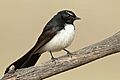 Rhipidura leucophrys - Glen Davis