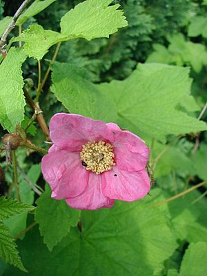 Rubus-odoratus-flower.JPG