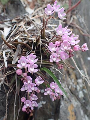 Sarcochilus ceciliae habit