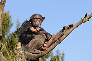 Schimpanse, Pan troglodytes 3.JPG