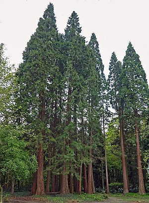 Sequoiafarm Sequoiadendron giganteum.jpg