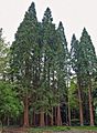 Sequoiafarm Sequoiadendron giganteum