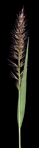 Setaria dielsii (7596864104).jpg