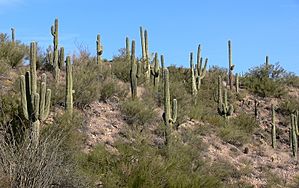 Sonoran Desert N of Phx AZ 40951