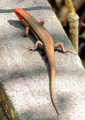 Southeastern Five-lined Skink, adult male, FL.jpg