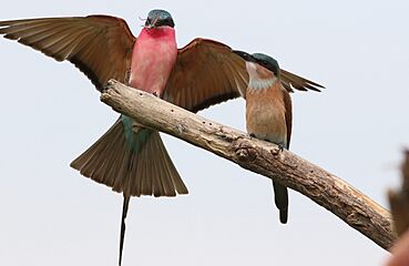 Southern carmine bee-eater, Merops nubicoides, Savuti marsh, Chobe National Park, Botswana (32462175975)