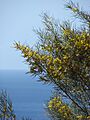 Starr 070402-6316 Acacia aneura
