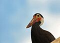 Storms stork miami metrozoo