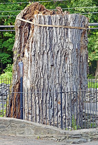 Stump of Balmville Tree, August 2015.jpg