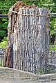 Stump of Balmville Tree, August 2015