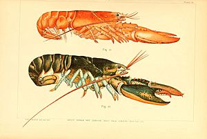 The American lobster (Plate 16) (6678744811)