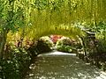 The Laburnum Arch at Bodnant Garden - geograph.org.uk - 207049