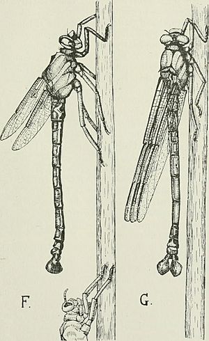 The biology of dragonflies (Odonata or Paraneuroptera) (1917) (19761393983)