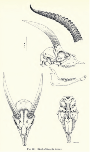 The contemporary land mammals of Egypt (including Sinai) (1980) Fig. 161