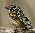 Tinkerbird Red-fronted 2010 10 08 16 Alan Manson Ithala GR