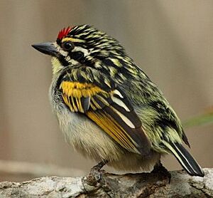 Tinkerbird Red-fronted 2010 10 08 16 Alan Manson Ithala GR.jpg