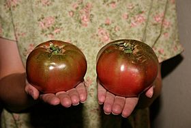 Tomato 'Cherokee Purple' (Lycopersicon lycopersicum)