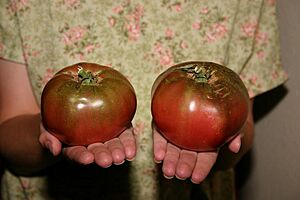 Tomato 'Cherokee Purple' (Lycopersicon lycopersicum)