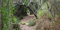 Trail in Santa Ana National Wildlife Refuge, Hidalgo County, Texas, USA (14 April 2016)