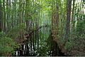 Tree Canopy Water Boat Trail