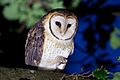 Tyto novaehollandiae castanops male 1 - Port Arthur