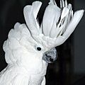 Umbrella cockatoo with crown raised