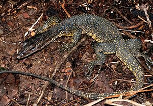 Varanus marmoratus (KU 330731) from low-elevation, Mt. Cagua - ZooKeys-266-001-g068.jpg