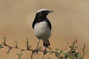 Variable wheatear Facts for Kids