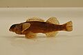 Variegate darter